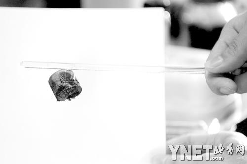 用玻璃棒摩擦静电吸附起一块“全碳气凝胶”