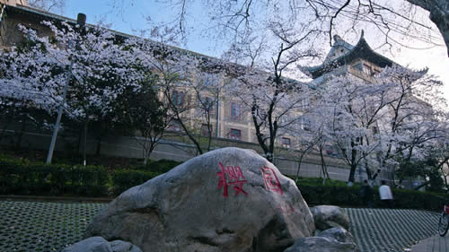武汉大学的樱花美景
